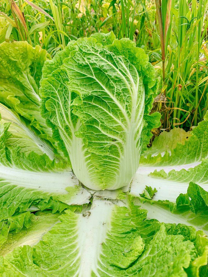Napa Cabbage Forms Crisp Heads By Winter