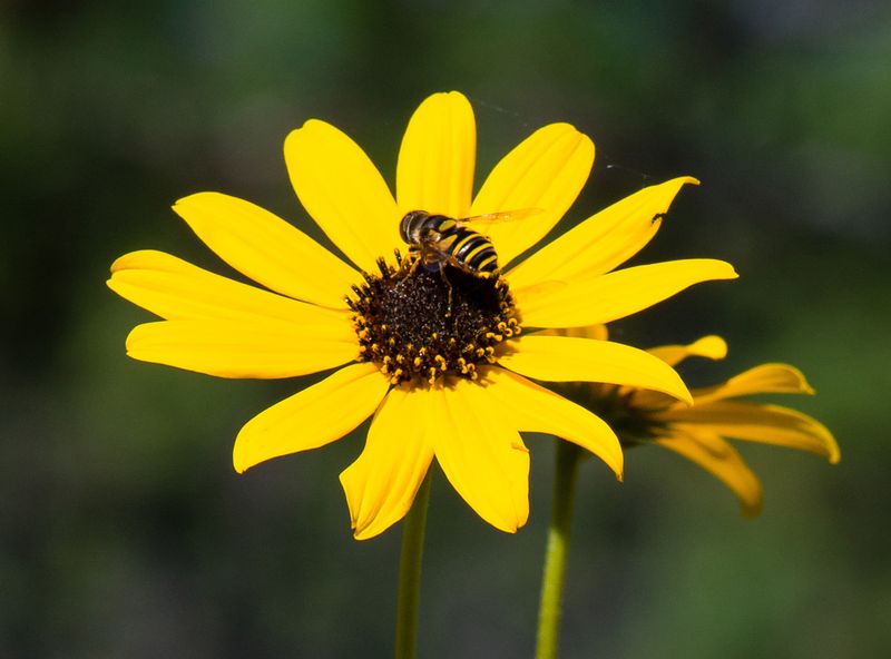 Narrow-Leaved Sunflower Fuels Fall Migrants Narrow-Leaved Sunflower Fuels Fall Migrants