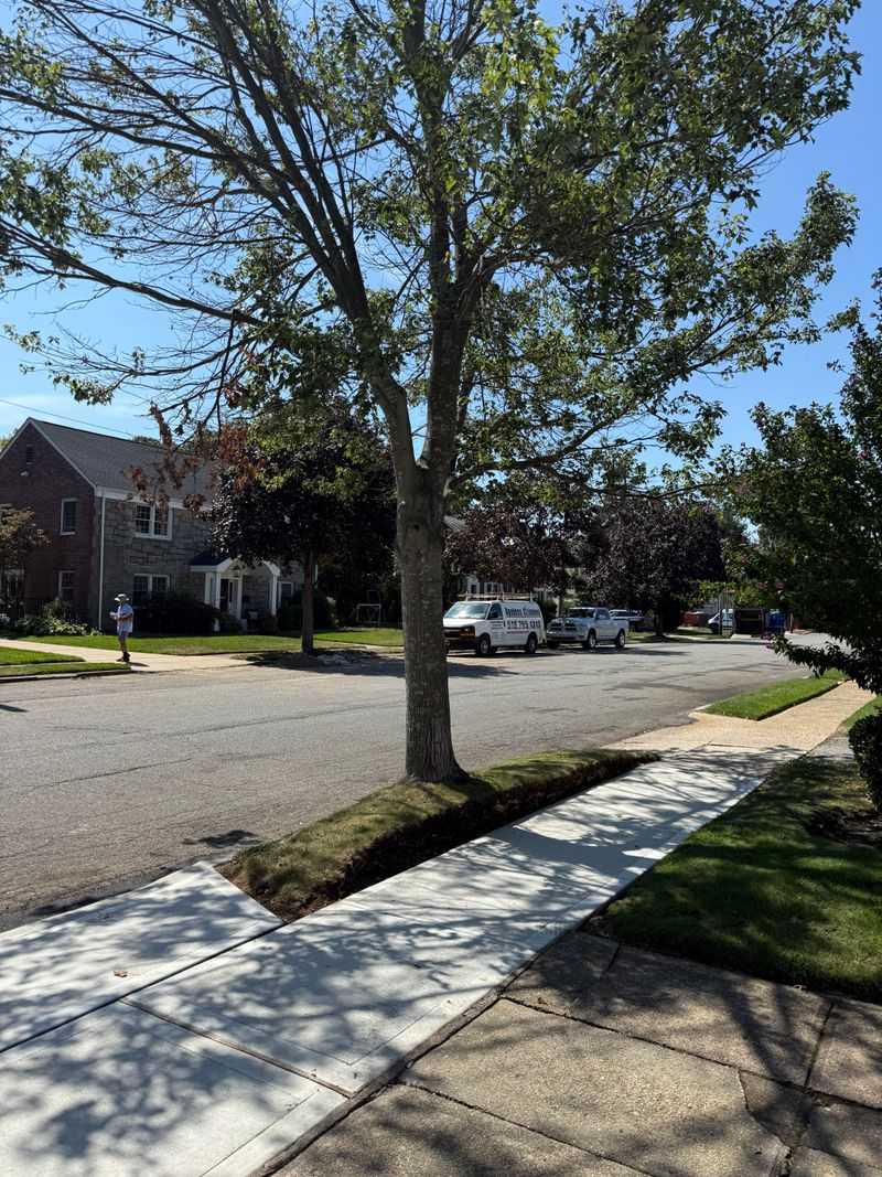 Narrow Tree Lawns Make It Worse Narrow Tree Lawns Make It Worse
