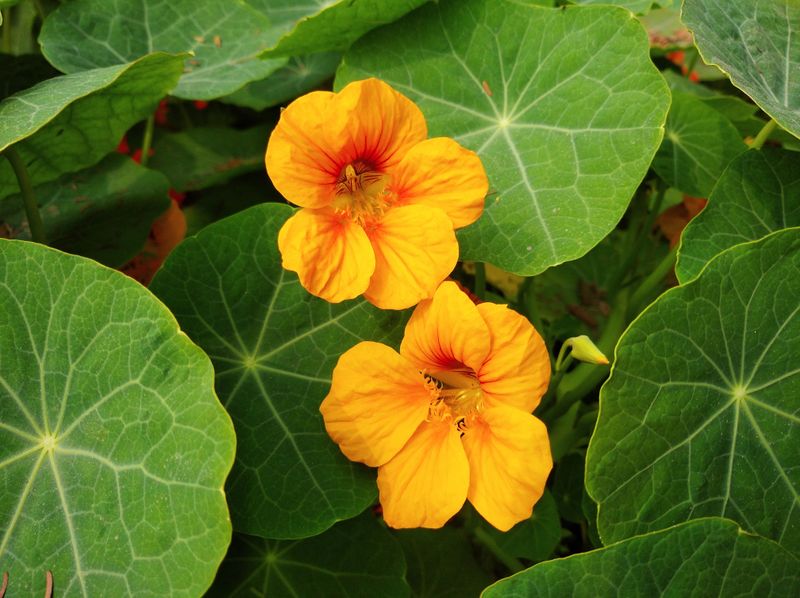 Nasturtiums Act As A Trap Crop For Aphids Nasturtiums Act As A Trap Crop For Aphids