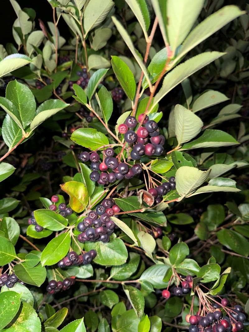 Native Alternatives Can Fill The Same Spots