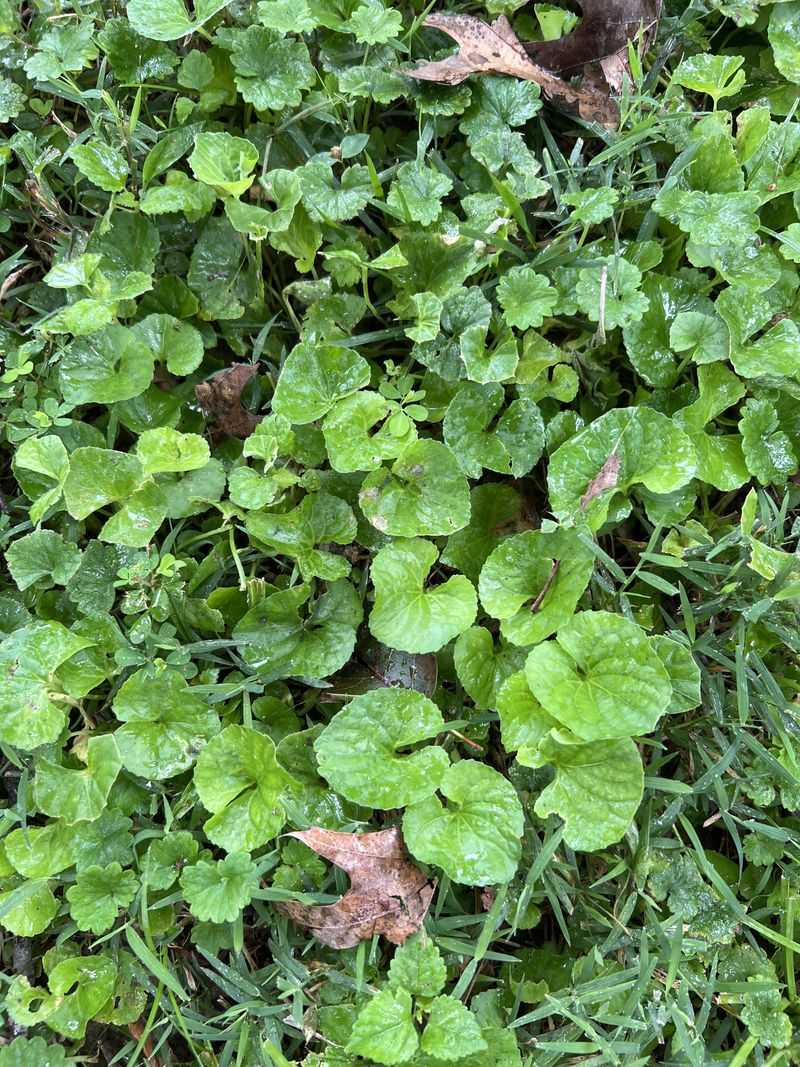 Native Alternatives Worth Planting Instead Native Alternatives Worth Planting Instead