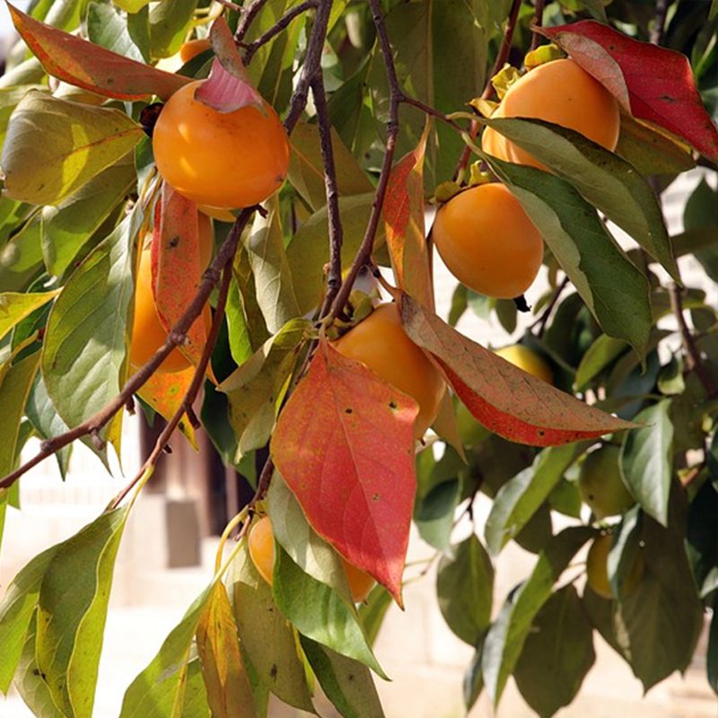 Native And Asian Persimmons Both Drop Fruit Through Fall Native And Asian Persimmons Both Drop Fruit Through Fall