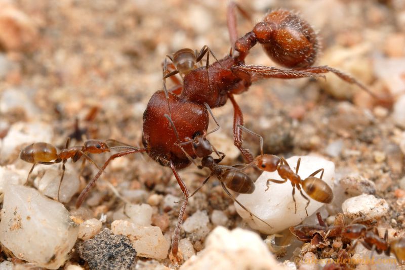 Native Ants Defend Individual Nests Fiercely