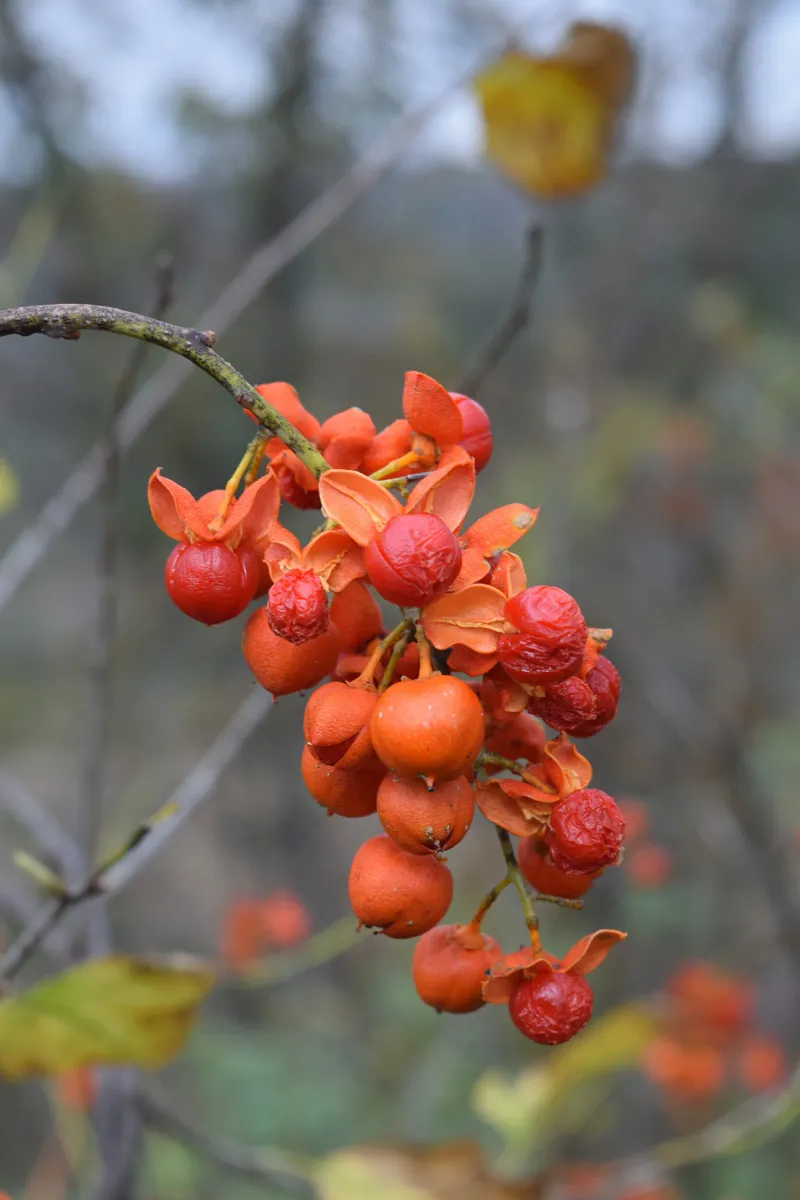 Native Bittersweet Looks Similar But Behaves Differently