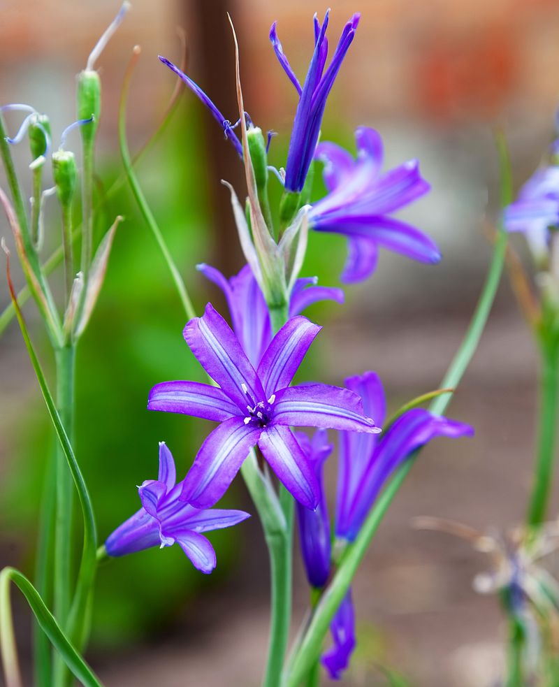 Native Brodiaeas Bring Late Spring Blue Native Brodiaeas Bring Late Spring Blue
