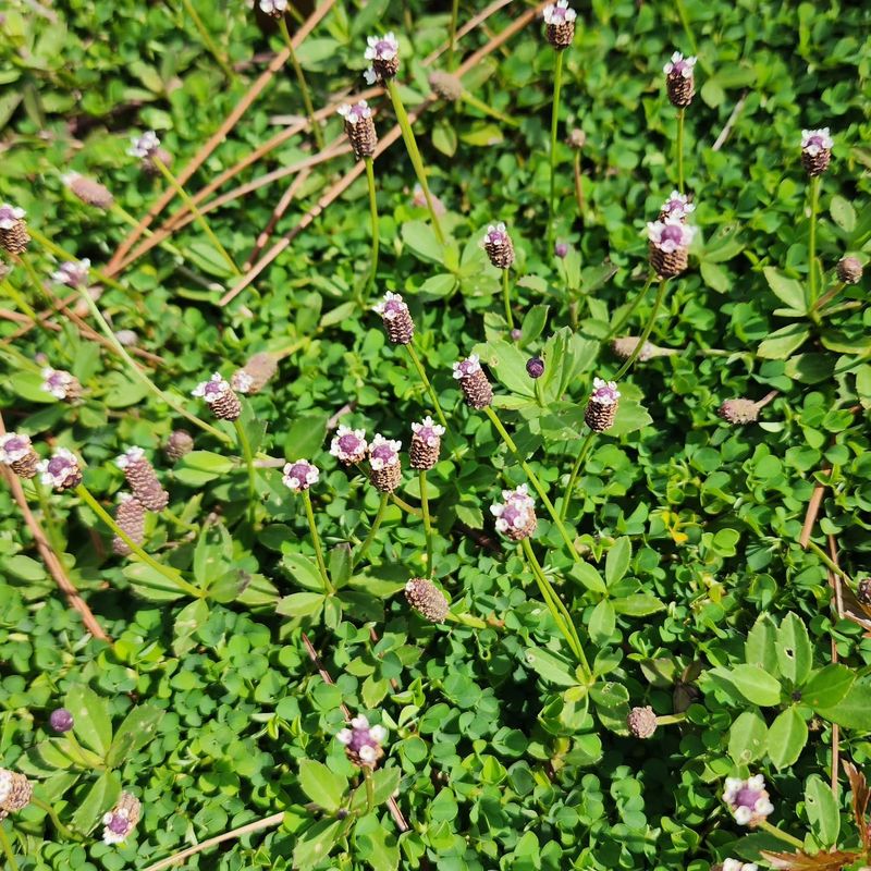 Native Frogfruit Takes Light Foot Traffic And Feeds Butterflies Native Frogfruit Takes Light Foot Traffic And Feeds Butterflies