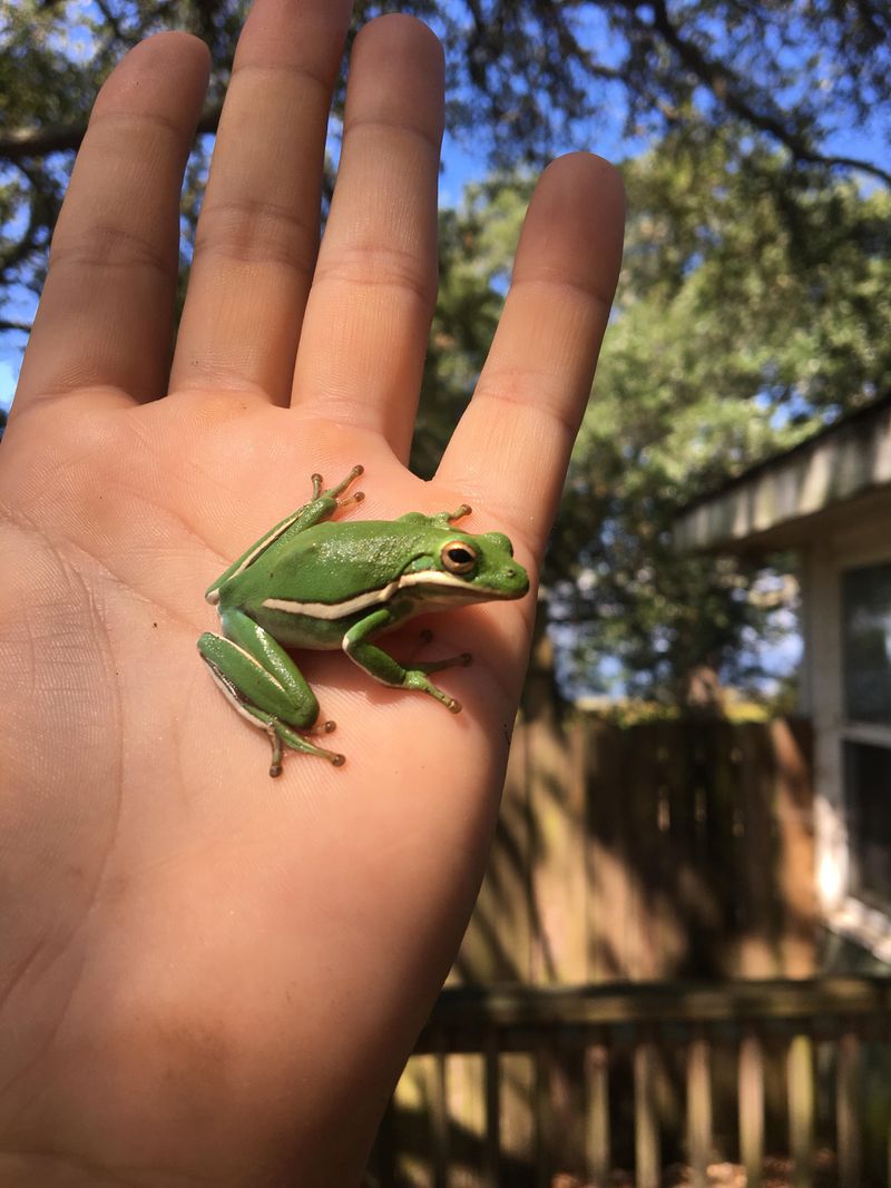 Native Green Treefrogs Are Smaller, Smooth And Striped