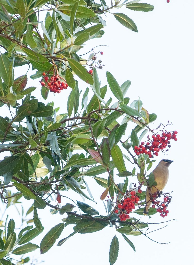 Native Hedges Support Local Wildlife Directly