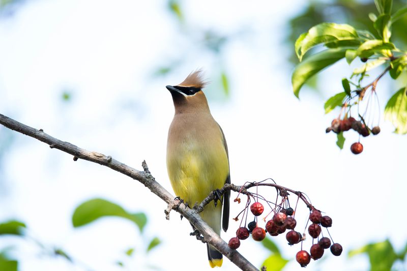 Native Hollies Help Keep Them Fed