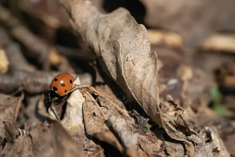 Native Lady Beetles Usually Find Other Sheltered Winter Spots Native Lady Beetles Usually Find Other Sheltered Winter Spots