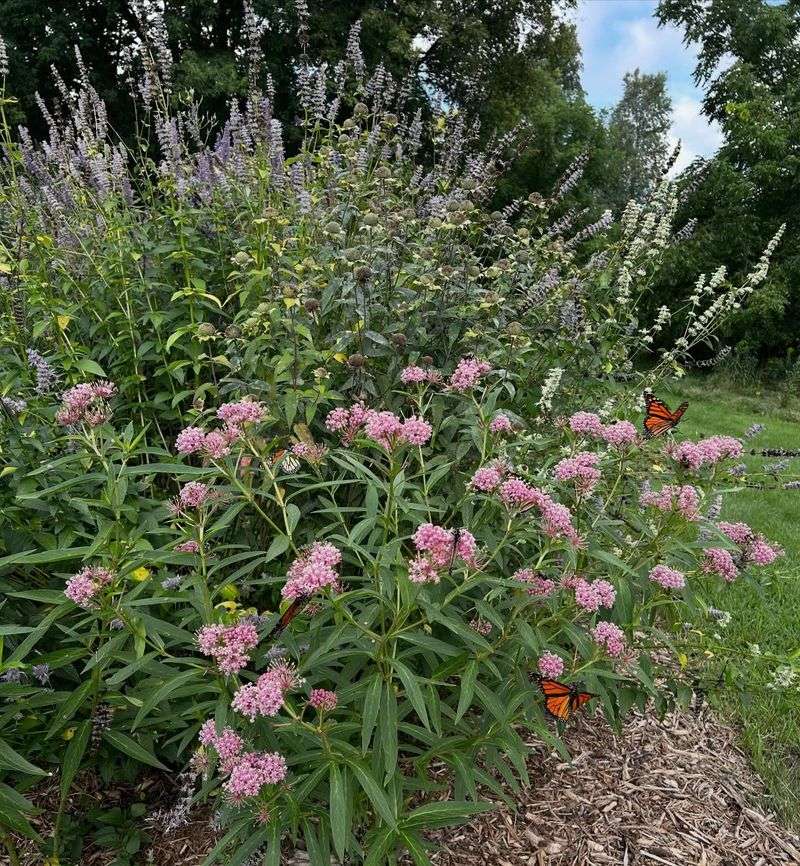 Native Milkweed: The Monarch's Lifeline Native Milkweed: The Monarch's Lifeline