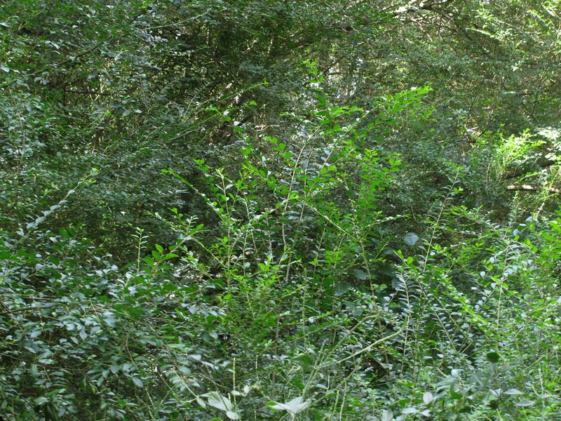 Native Plants Around You Pay The Price Native Plants Around You Pay The Price