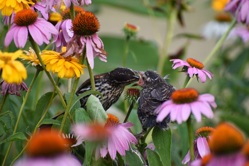Native Plants Can Feed Your Birds Without Feeding Mice