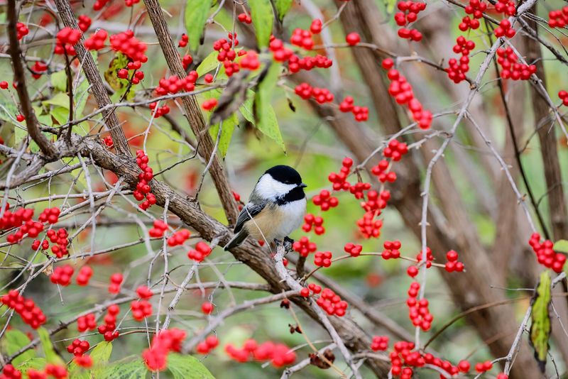 Native Plants Feed Them All Winter Native Plants Feed Them All Winter