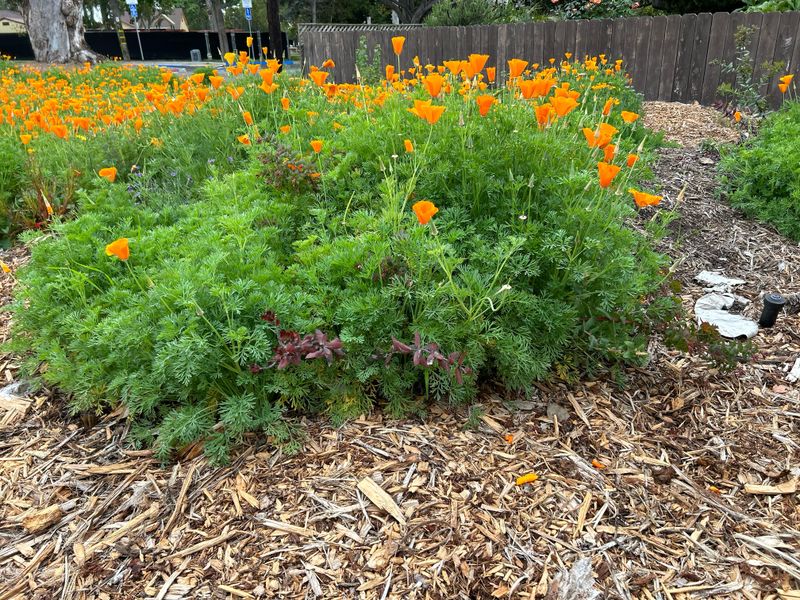 Native Plants That Settle In Before Winter Rains
