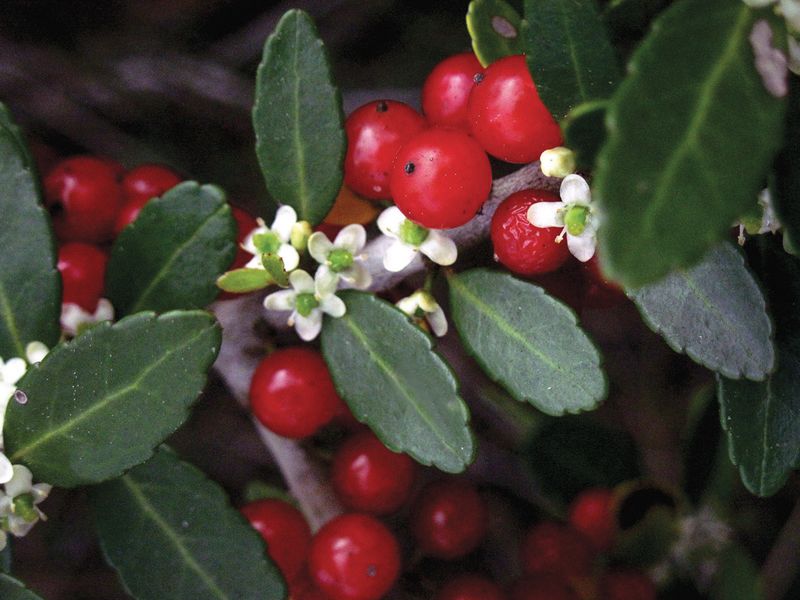 Native Red-Berried Plants To Plant Instead