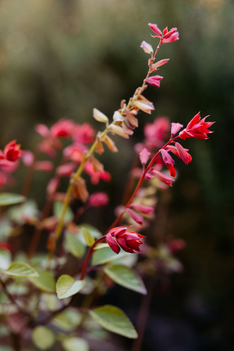 Native Red Replacements For Next Fall