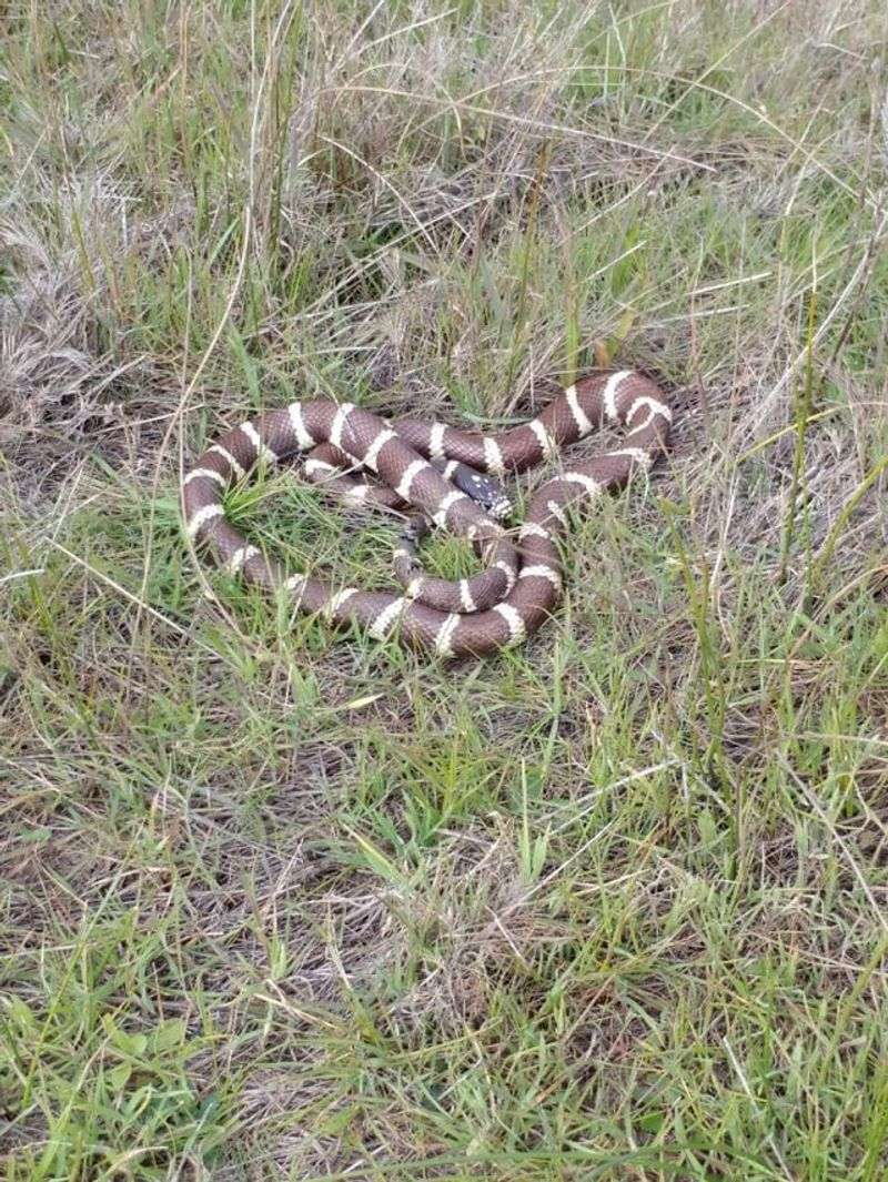 Native Reptile Protections May Apply