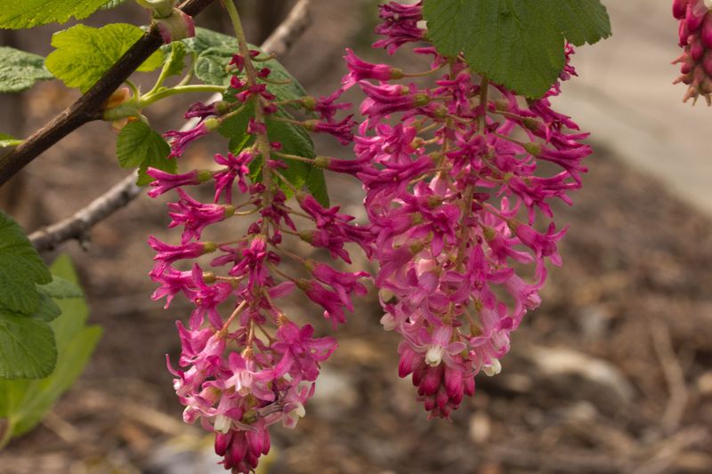 Native Ribes Species Suit California Gardens