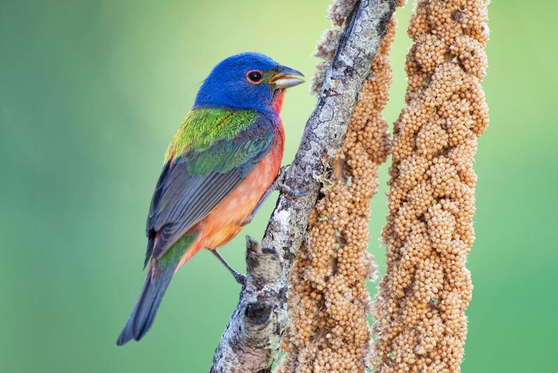 Native Seed Plants That Draw Painted Buntings Back