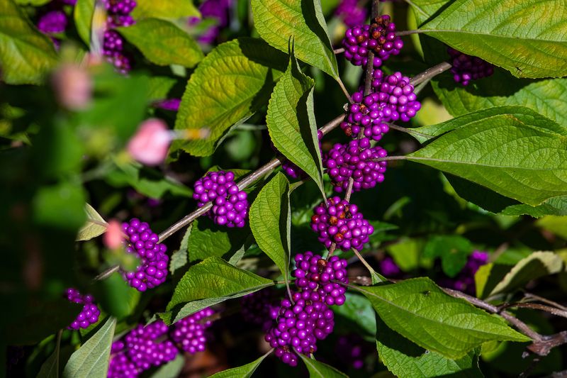 Native Shrubs That Bring The Color Back