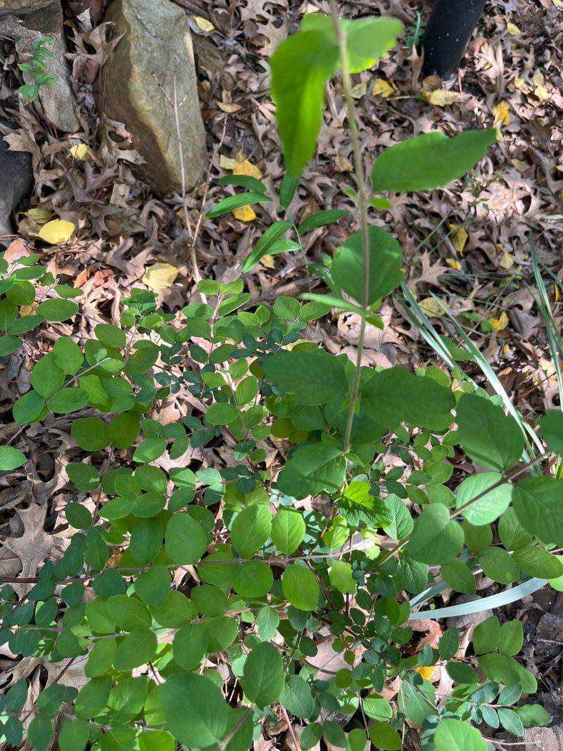 Native Shrubs That Can Look Similar Native Shrubs That Can Look Similar