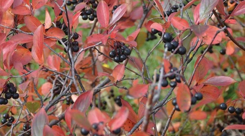 Native Shrubs With Equally Brilliant Fall Color