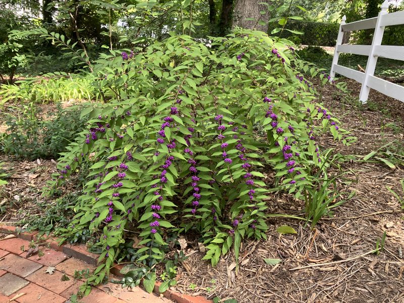 Native Shrubs Worth Planting Afterward