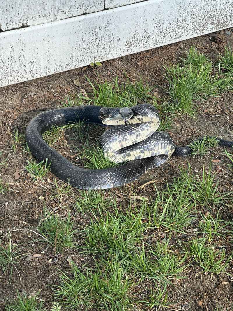 Native Snakes Under Decks And In Gardens Native Snakes Under Decks And In Gardens
