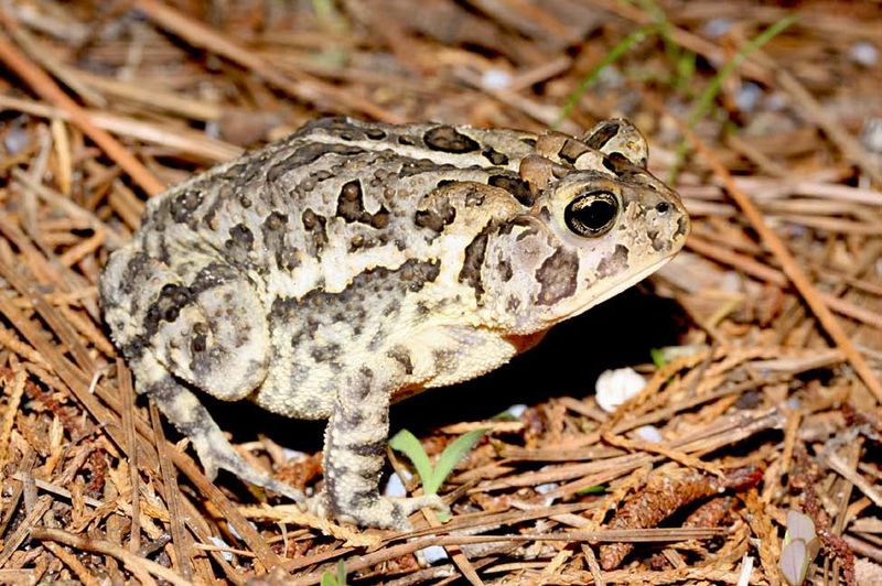 Native Southern Toads Have Crests On Their Heads