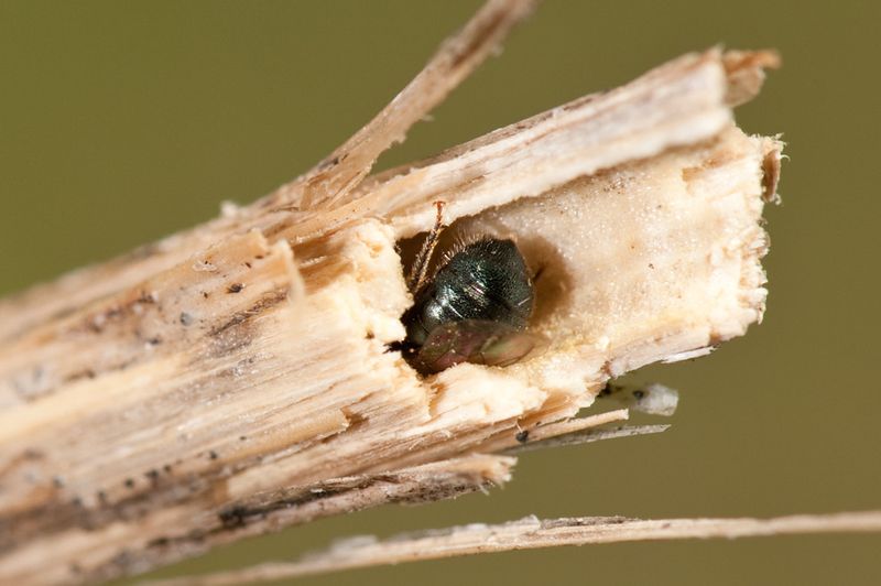 Native Species That Raise Their Young In Stems