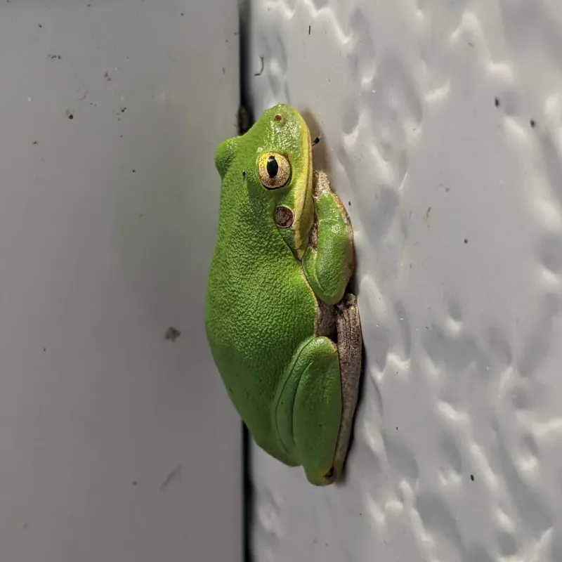 Native Squirrel Treefrogs Are Even Smaller