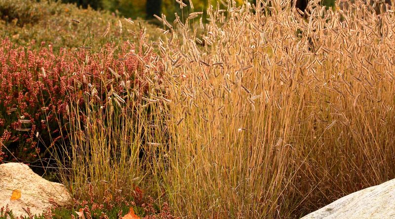 Native grasses still need establishment care Native grasses still need establishment care