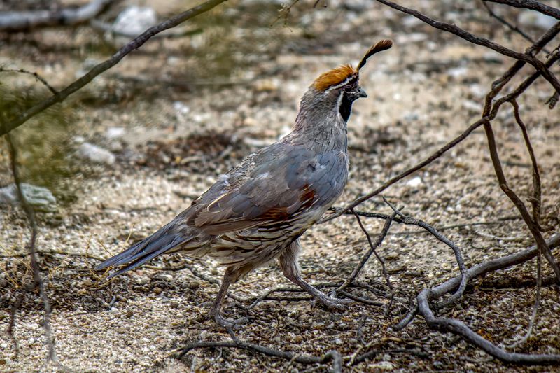 Native plants can supply food without a feeder