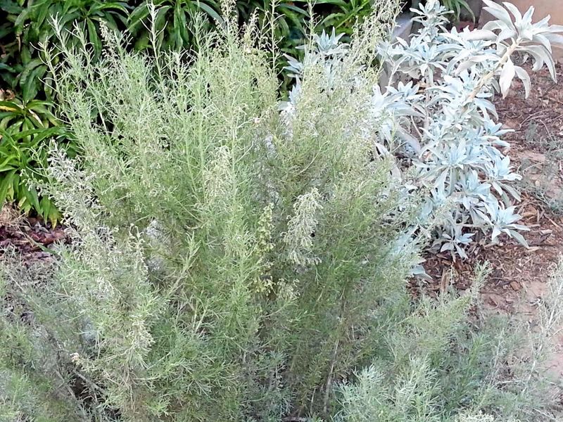 Natives Push New Growth With Rain Natives Push New Growth With Rain