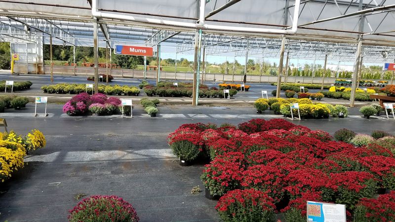 Natorp's Nursery Outlet, Mason
