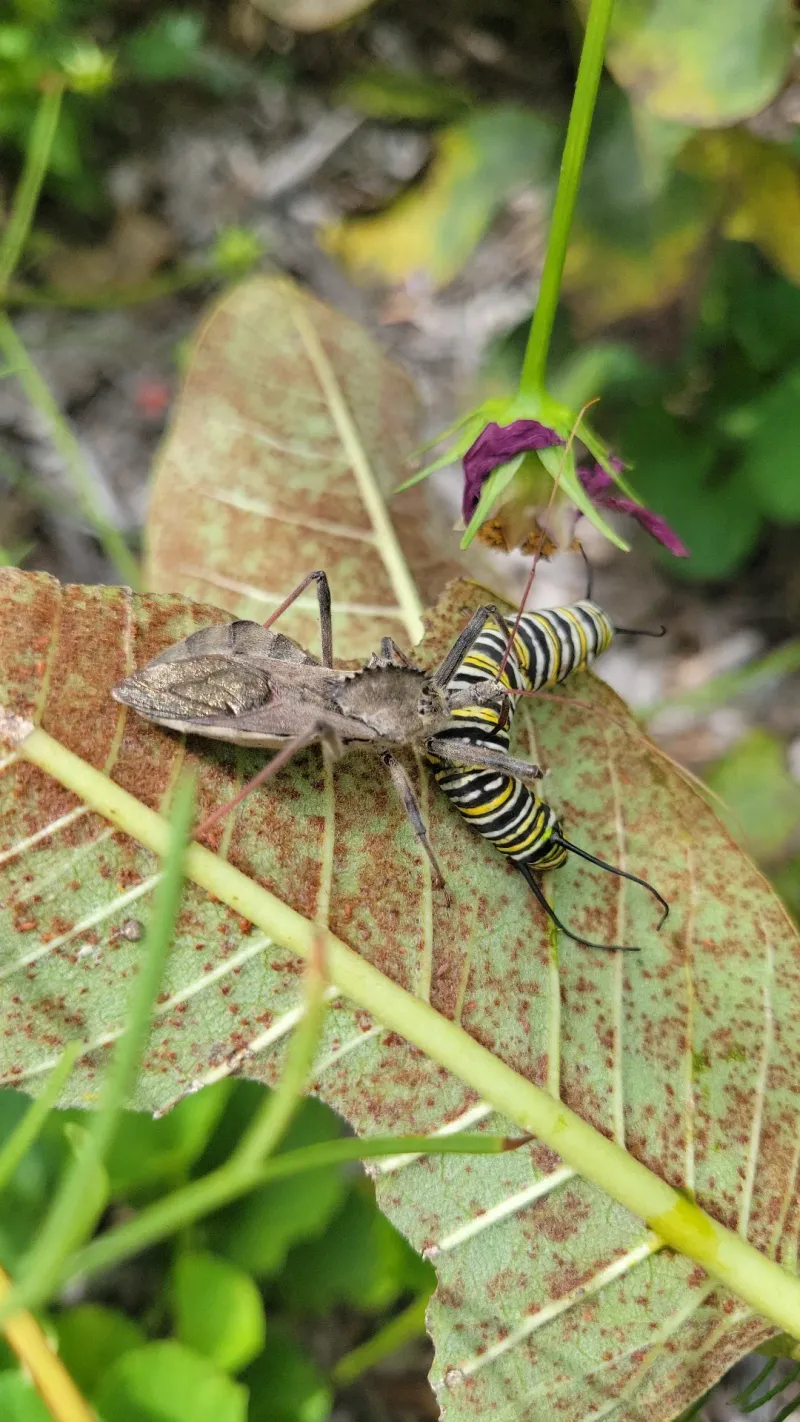 Natural Help Against Garden Caterpillars