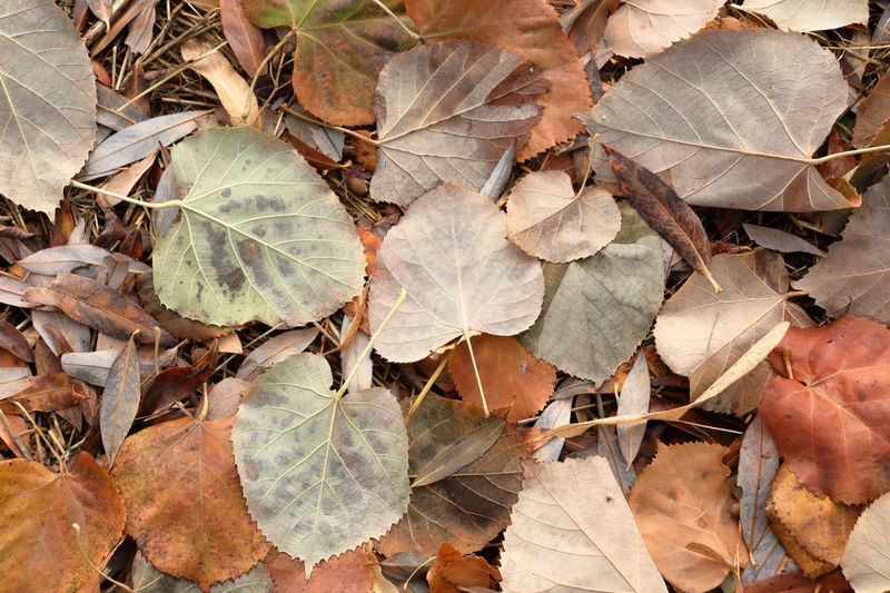 Natural Nutrients For Hungry Soil