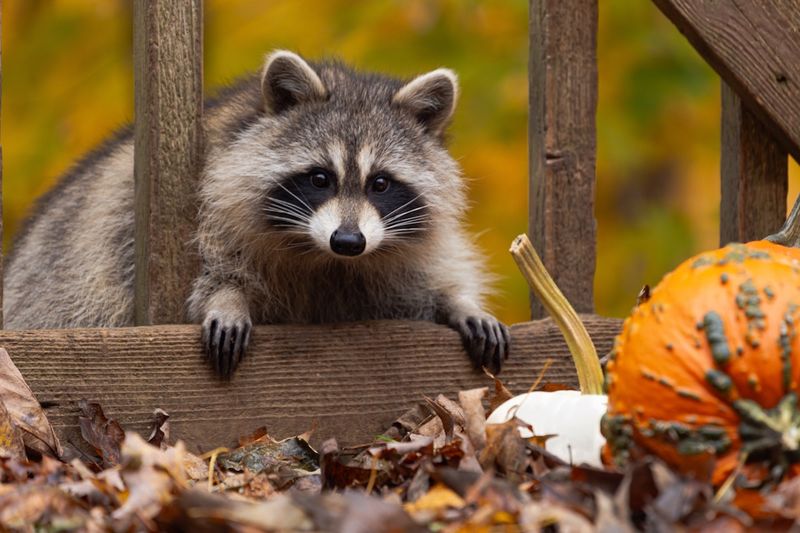 Natural Scents Pests Can't Stand Natural Scents Pests Can't Stand
