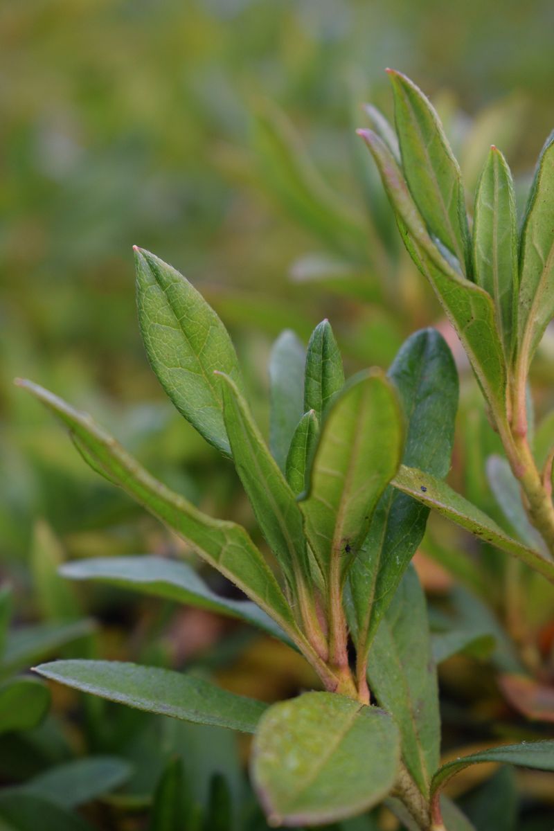 Natural Shedding From Older Leaves Natural Shedding From Older Leaves