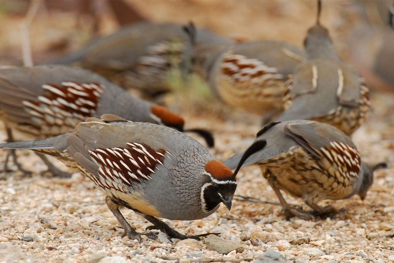 Natural foods are part of the diet; feeders are optional Natural foods are part of the diet; feeders are optional
