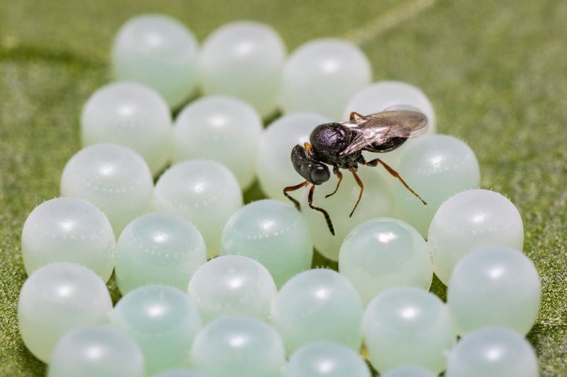Nature Is Helping Keep Their Numbers Down