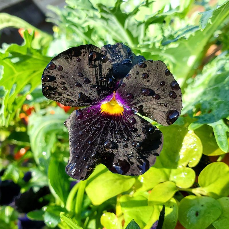 Near-Black Pansy Varieties Bring A Spooky Touch That Lasts Into Spring