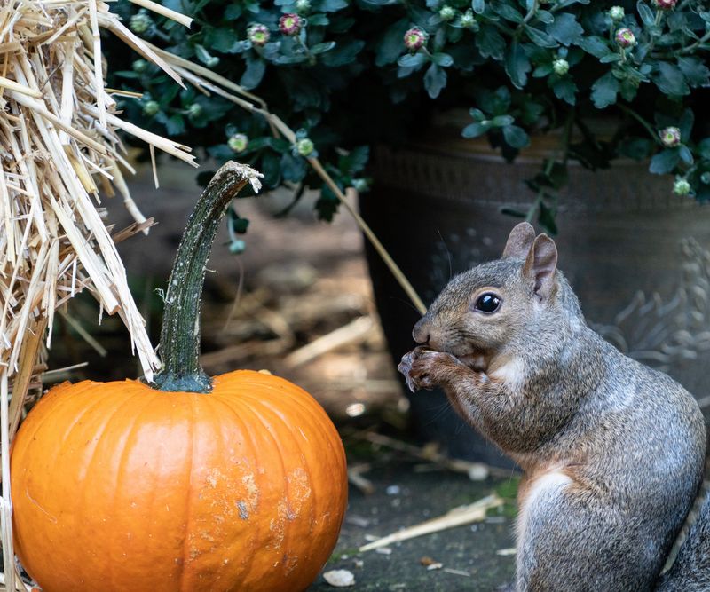 Nearby Bird Feeders Can Keep Squirrels Coming Back To The Porch