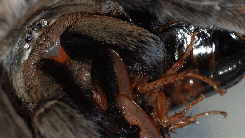 Nearby hunting does not guarantee pest control Nearby hunting does not guarantee pest control