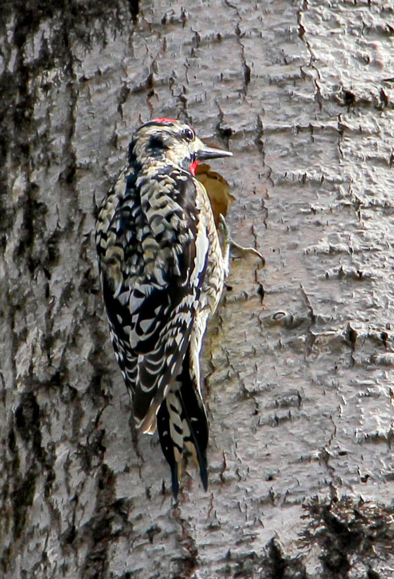 Neat Rows Of Tiny Holes In Tree Bark Have A Feathered Explanation Neat Rows Of Tiny Holes In Tree Bark Have A Feathered Explanation