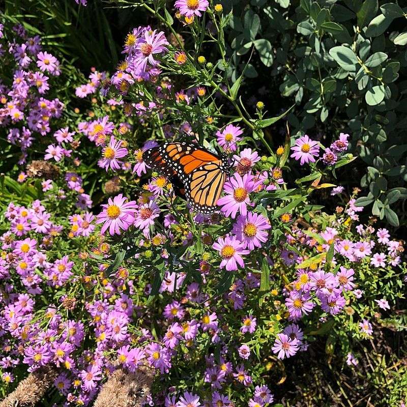 Nectar Turns Into Fat Reserves For The Long Winter