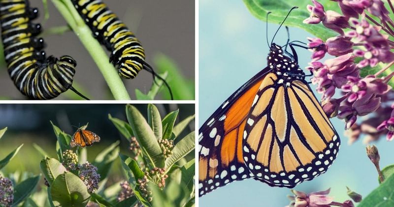 Nectar feeds adult migrants; milkweed serves caterpillars