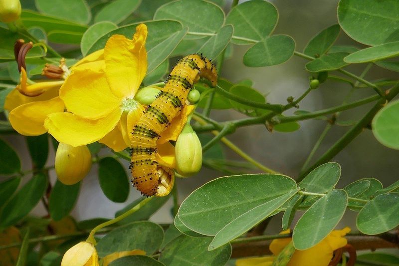 Nectar feeds adults; host plants support larvae